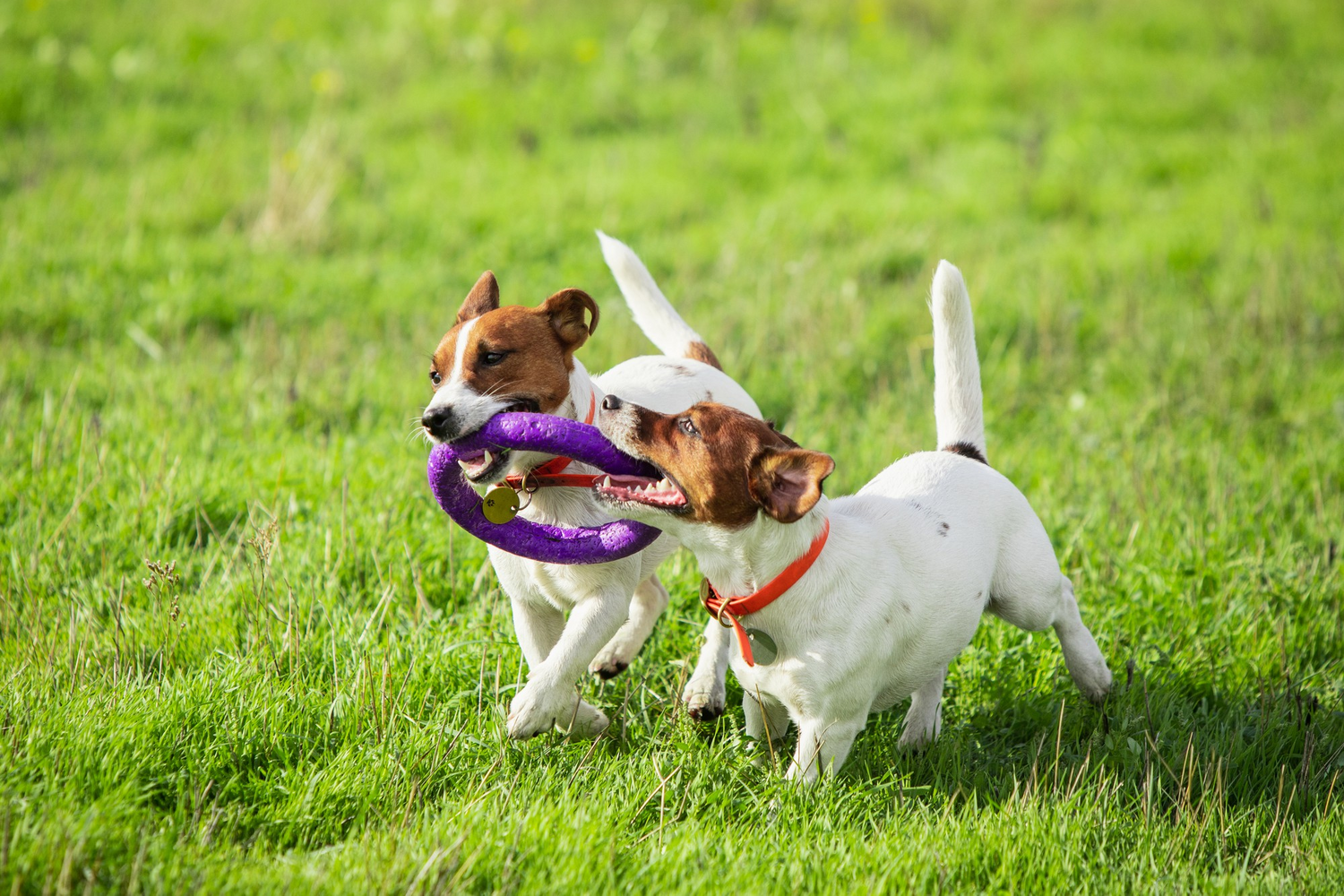 Dog Toys